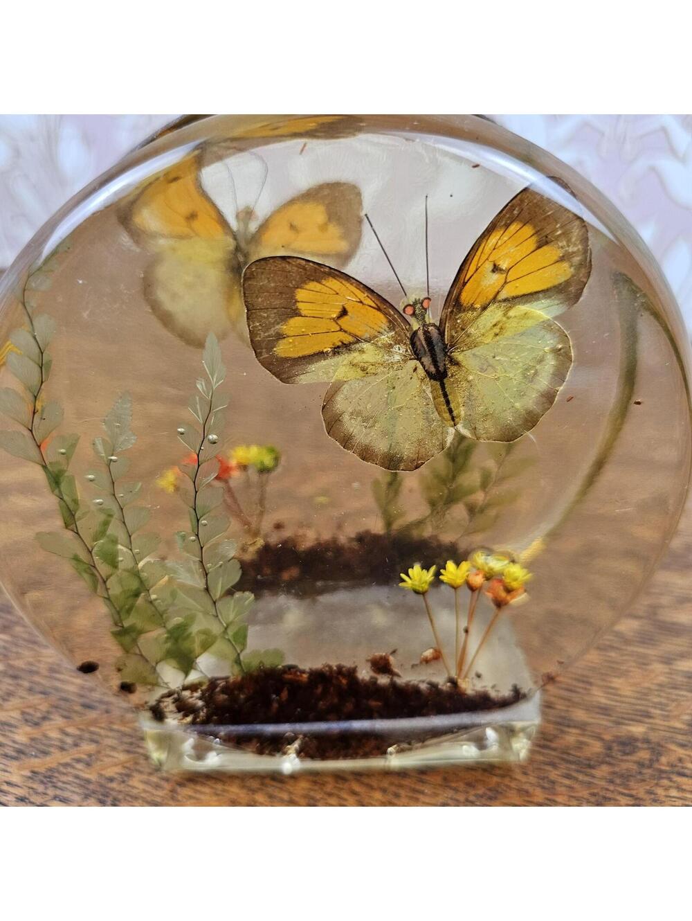 Vintage Lucite Real Butterfly Letter Holder Resin Napkin Holder Nature Diorama - Picture 10 of 11